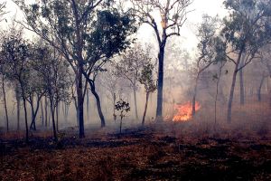 Back Burning Fires in Kakadu 
